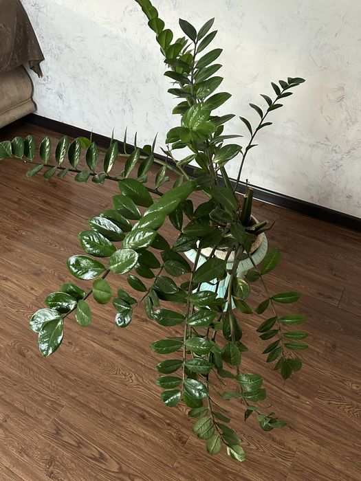 Разные комнатные растения