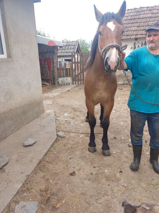 De vanzare manz de un an si doua luni
