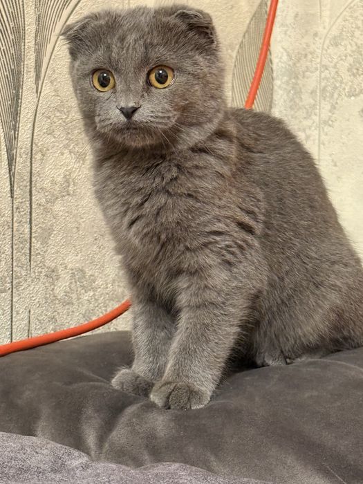 Iphone 11 garantibshshhdbdhxhxhhxhxhhxhdhsjnsjsksjdjhxhxhdhdjsjsksjsjd