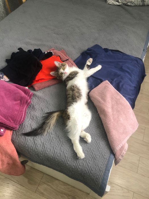 Кошка, домашнее животное