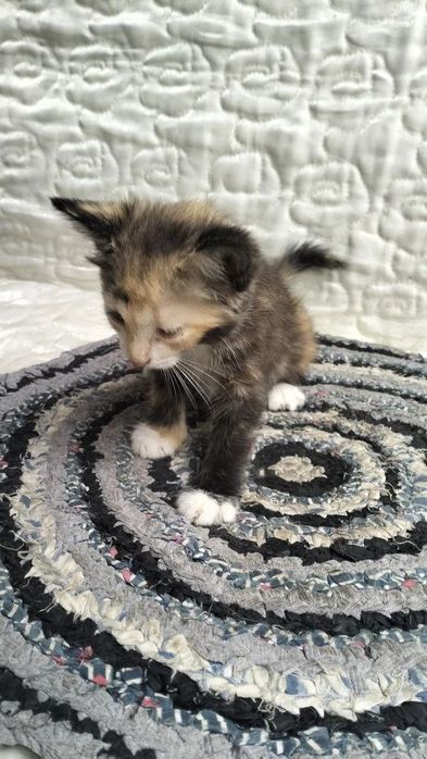 В добрые руки котята