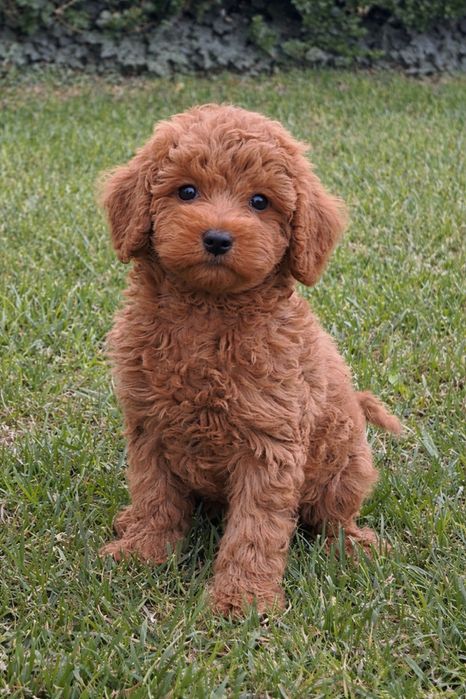 Мини пудел момче и момиче / Mini poodle