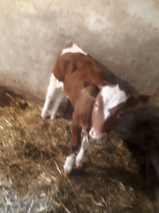 Vaca si vitica de vanzare