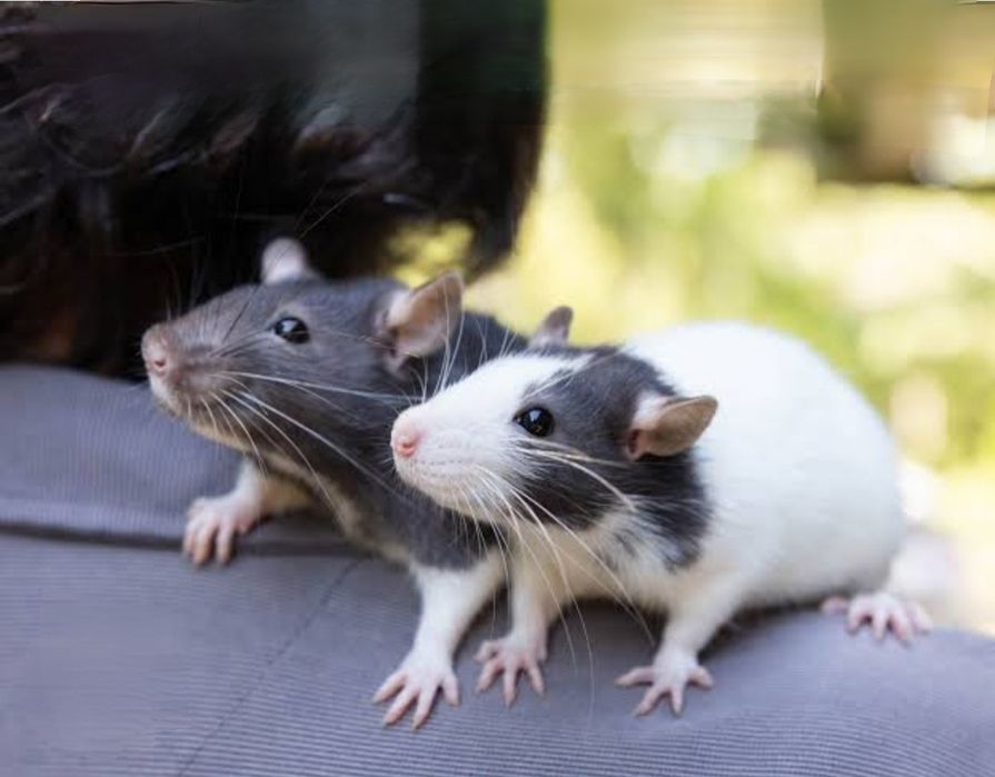 Крыски Дамбо ручные