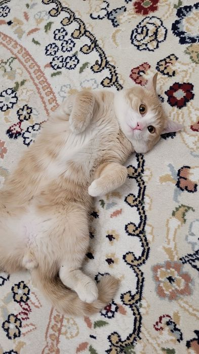 Отдам кота в хорошие руки