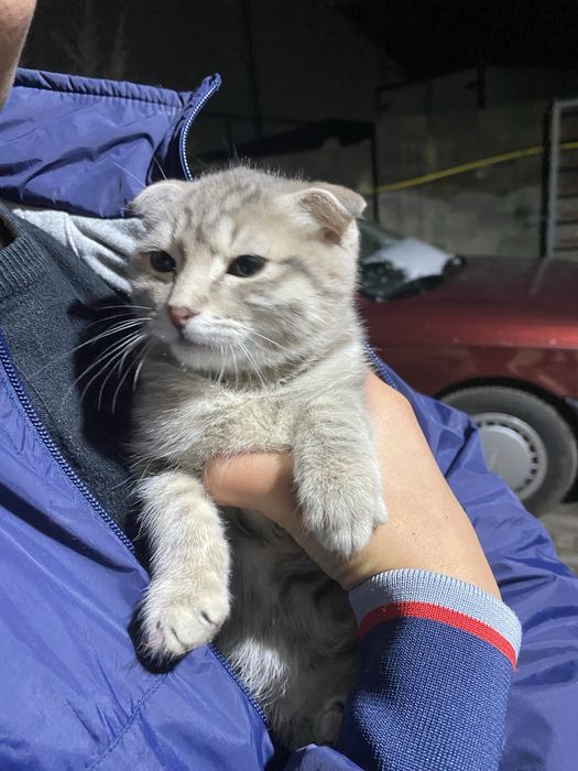 Бесплатно отдаю