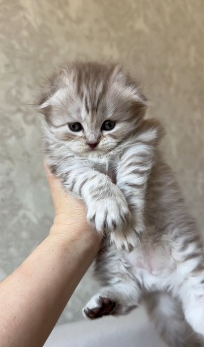 Плюшевые британские котята редкого окраса