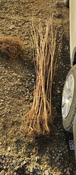 Puieți salcâm frasin tei fag carpen stejar mesteacăn plop brad molid