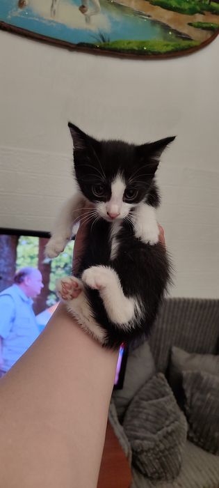 Котята 1 месячные