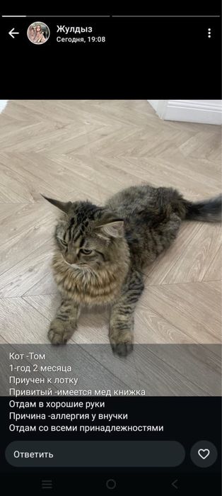 Продам кошка персидская