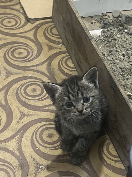 Раздаю пять девочек и один мальчик
