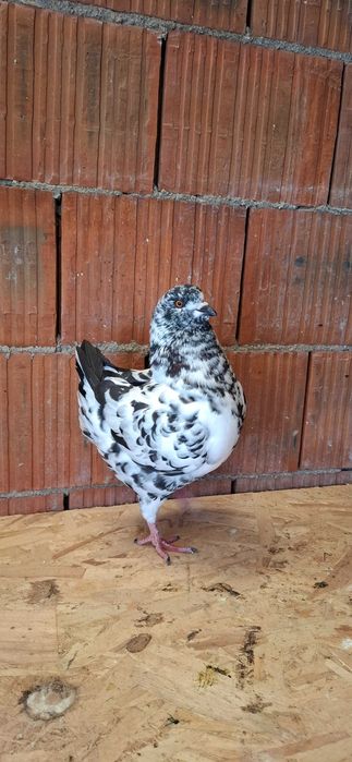 Porumbei king de vanzare