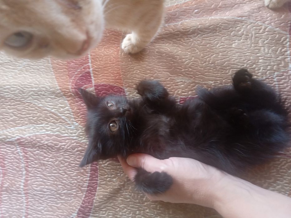 Отдам      котенка