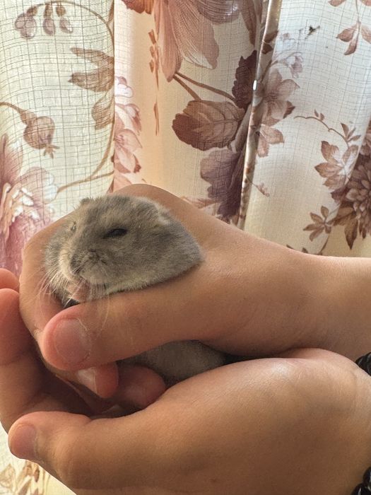 Продам джунарских хомячков