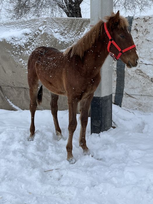 Еркек тай сатылады