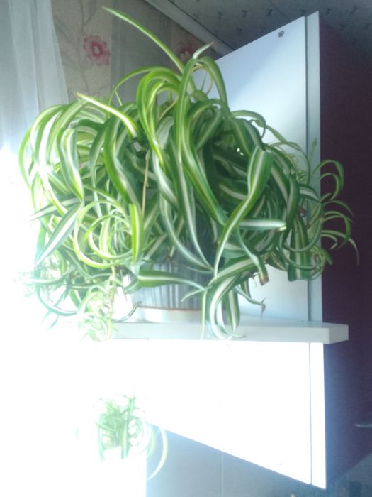 Продам дом. Растения -(фикусы )