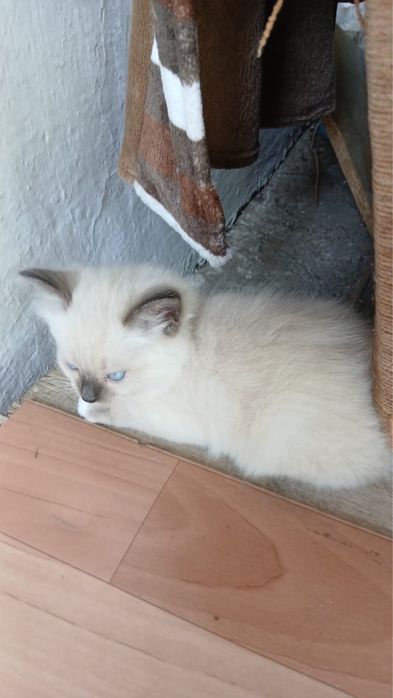 Отдам в хорошие руки котят
