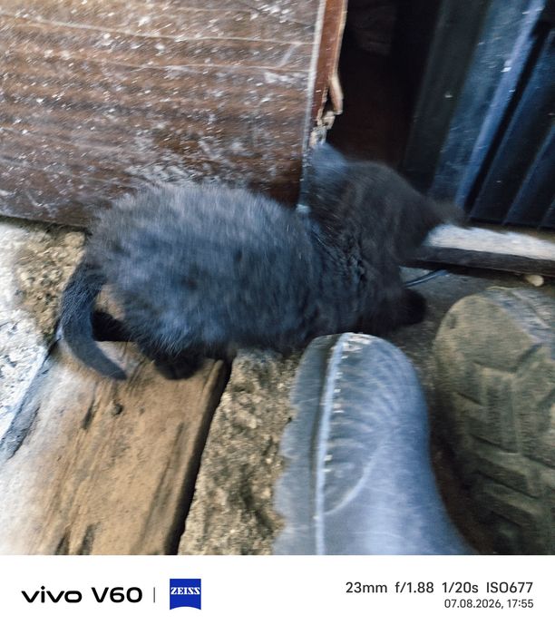 Отдам котят бесплатно