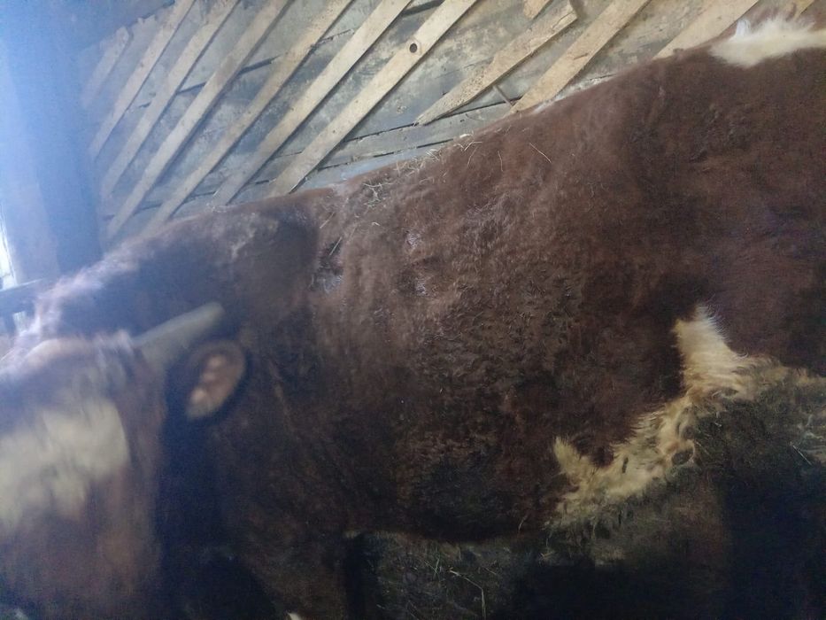 Продам бычка находится в кокшетау