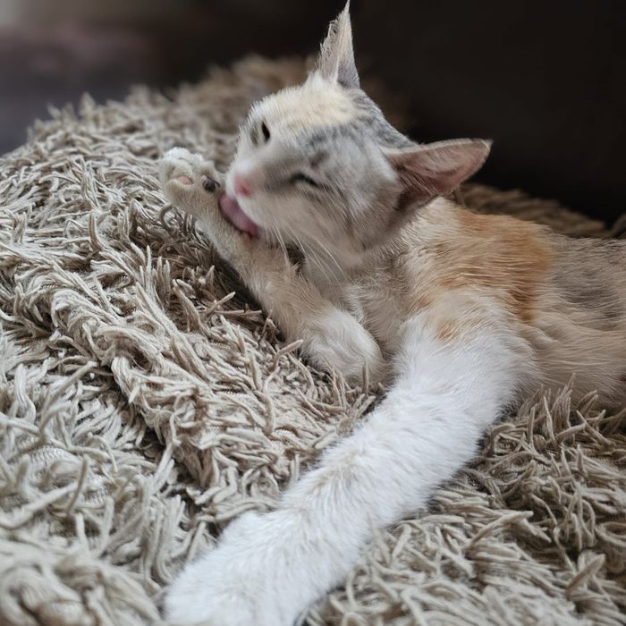 Кошечка в добрые руки.