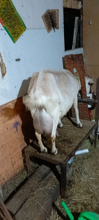 Продам 2 Козлят мальчиков