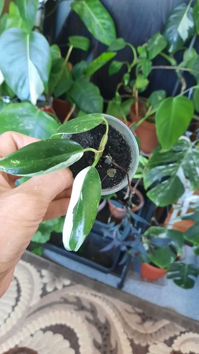 Комнатные растения, выращеные