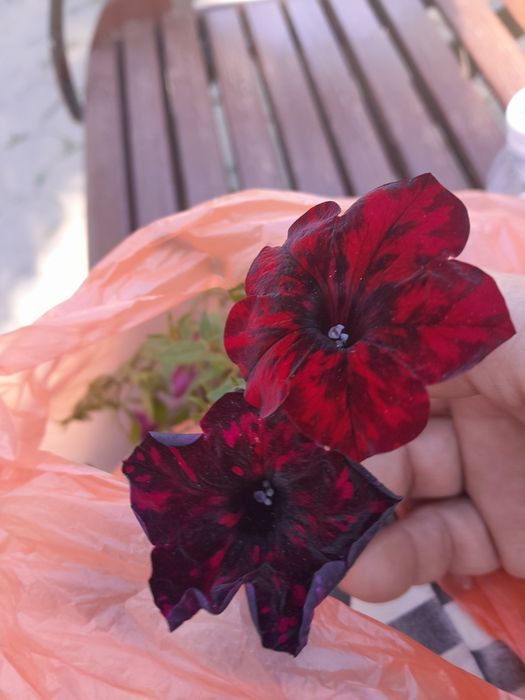 Продам маточники калибрахоа