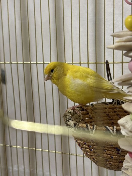 Продам канарейку ташкенская