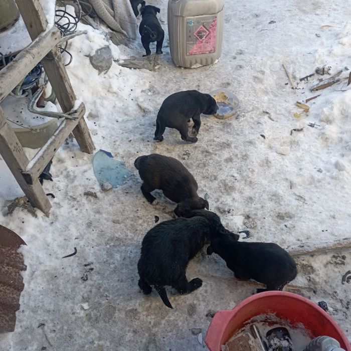 Отдам щенков в добрые руки