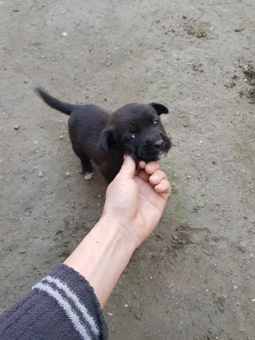 Авчарка кучук сотилади