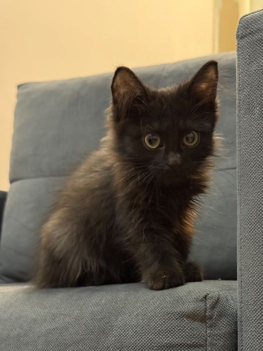 Котенок в добрые руки