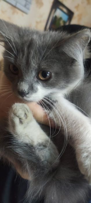 Красивая кошечка.