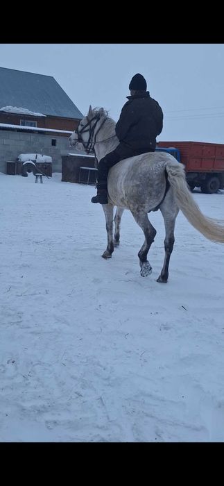 Продам жеребца .