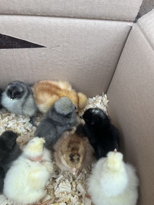 Puișori de Rasă 6/7 zile