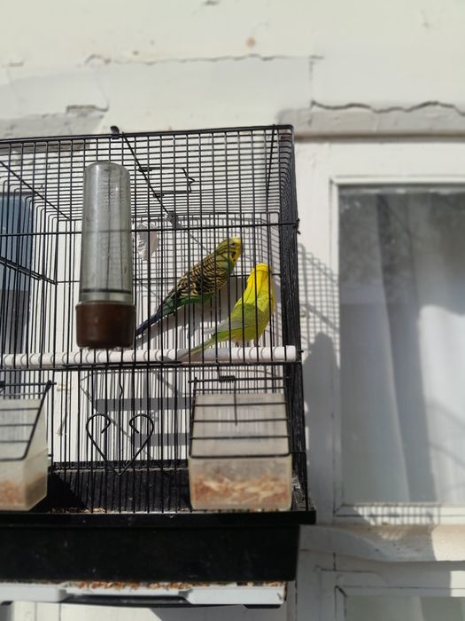 Valnisti Para 230000 so'm