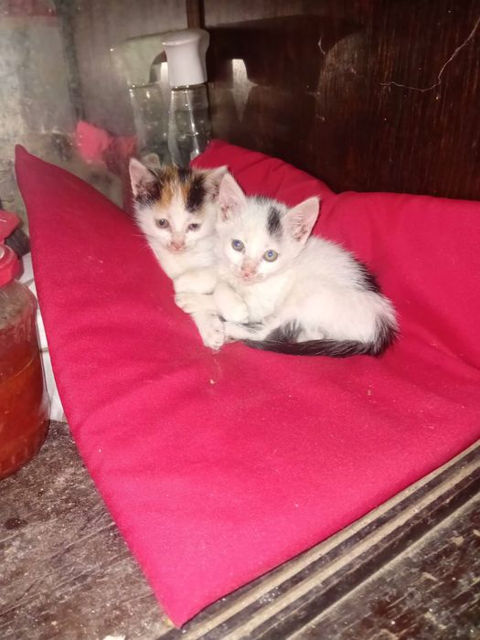2 pisici își caută familii iubitoare în București!