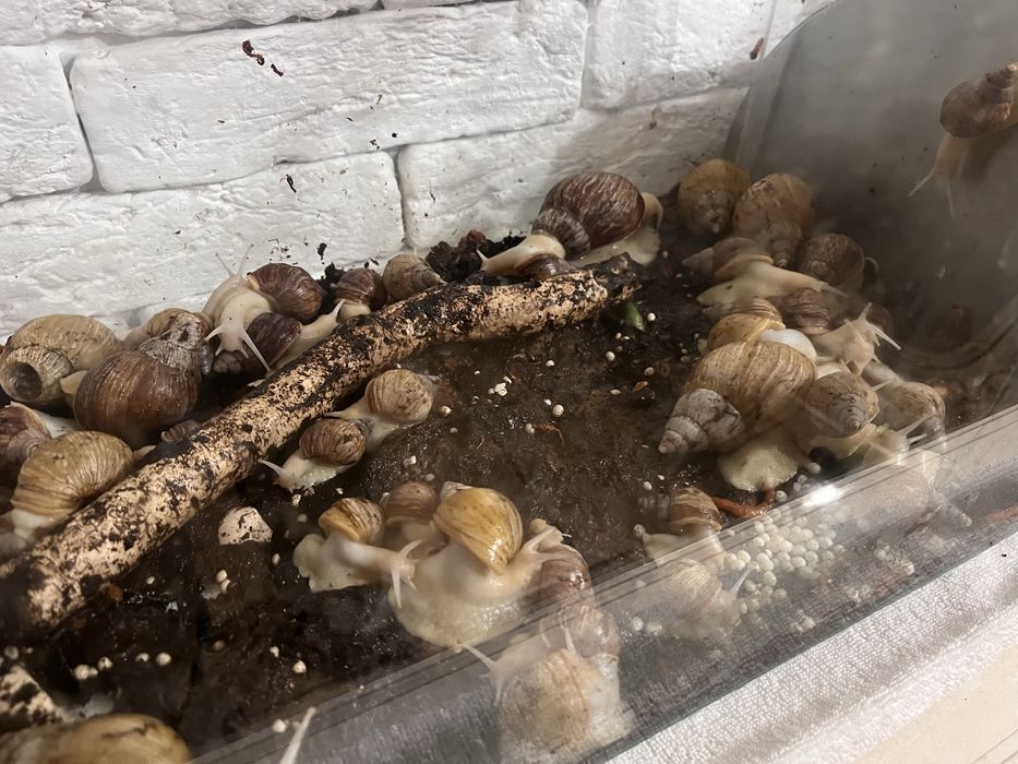 Омолаживающие улитки