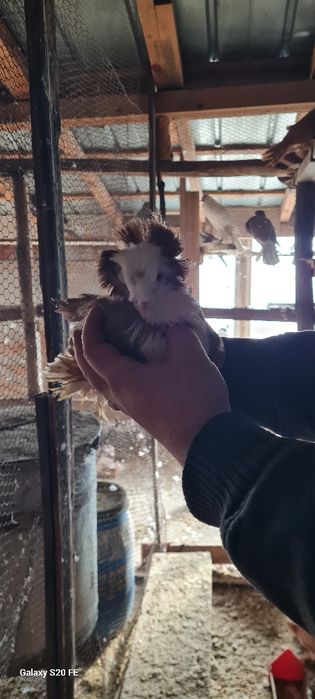 Продавам бухари двойки и единични