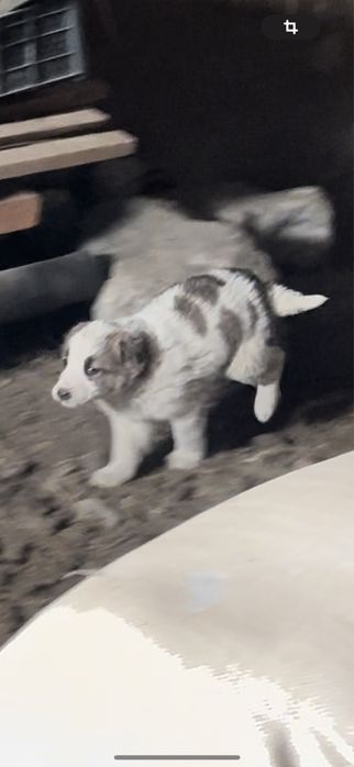 Ұрғашы төбет күшік сатылады