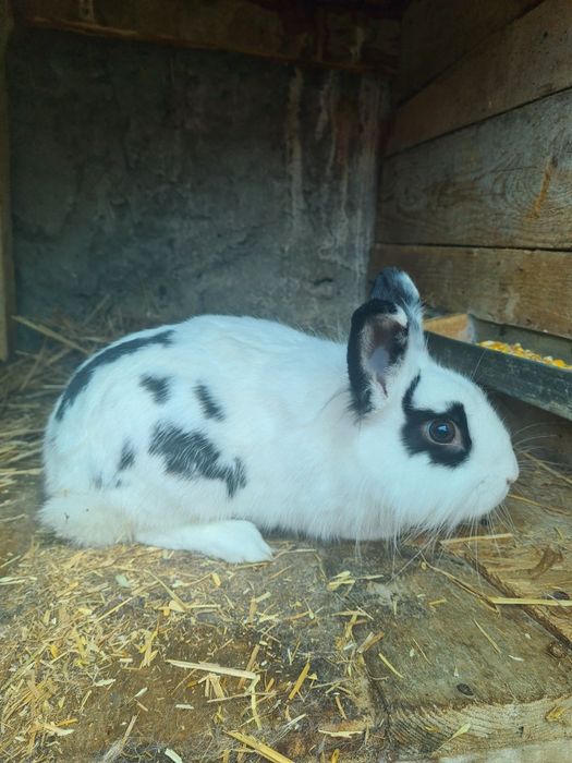 Vand iepuri urias de transilvania, fluture german și cap de leu pitic