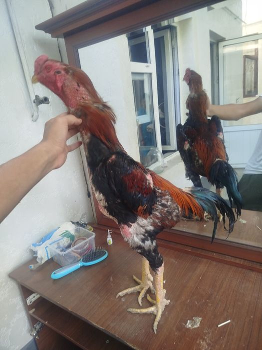 Dakan horozzzzz  Horoz sotladi yeb icwi cotkii 5 kilo nari beri ves bo