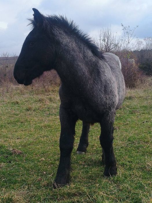 Manz 8 luni de vanzare