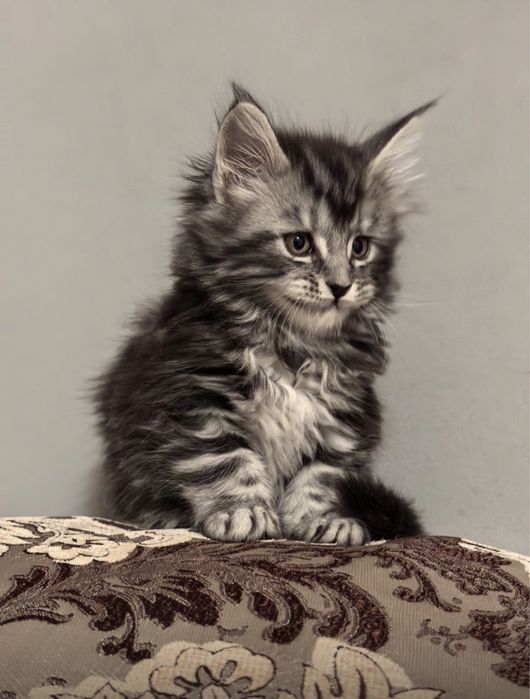 Мейн-кун котятата