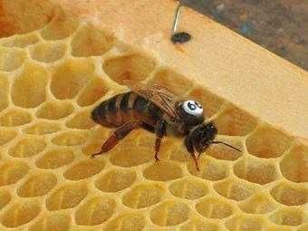 Пчеломатки Карника и Бакфаст