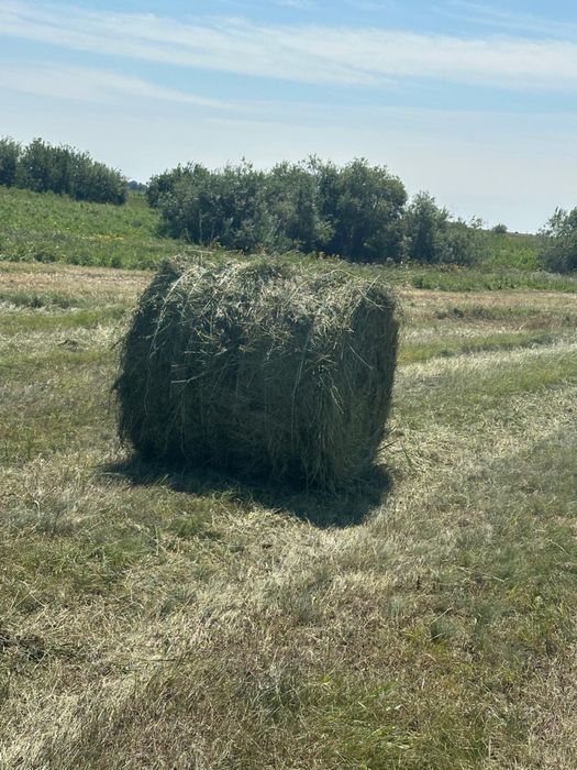 Продам сено луговое 2025 г покос.