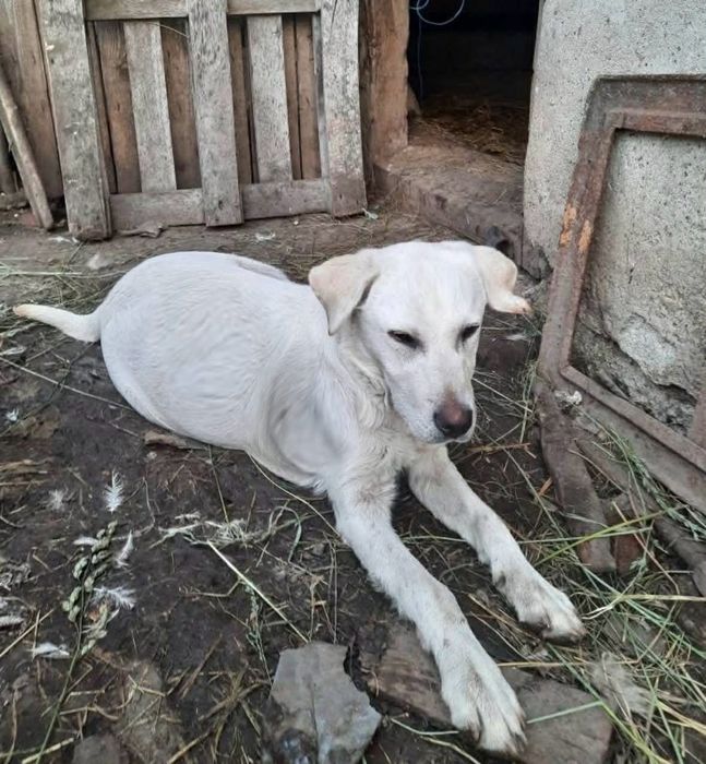 Donez 6 cățeluși de 8 săptămâni,mama labrador tata ciobănesc de Asia C