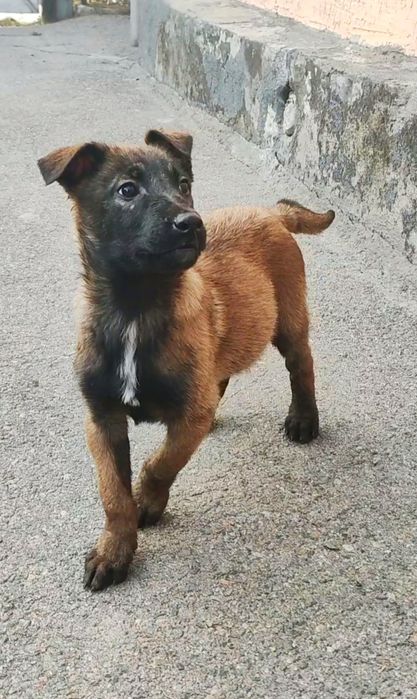 Щенки Бельгиской овчарки МАЛИНУА