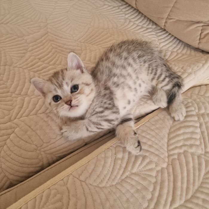 Котята котята котята