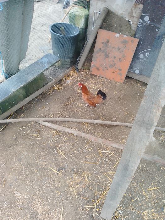 Porumbei jucători și misirlii, galateni și găini pitici de vânzare