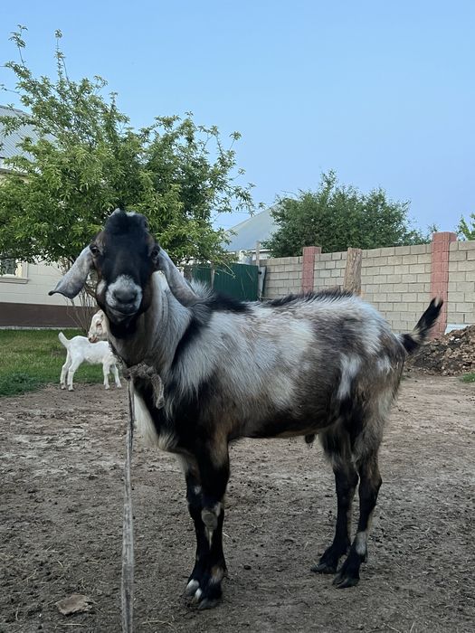 Нубийские теке 2-3еуін туғыздырады